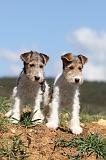 FOX TERRIER 128